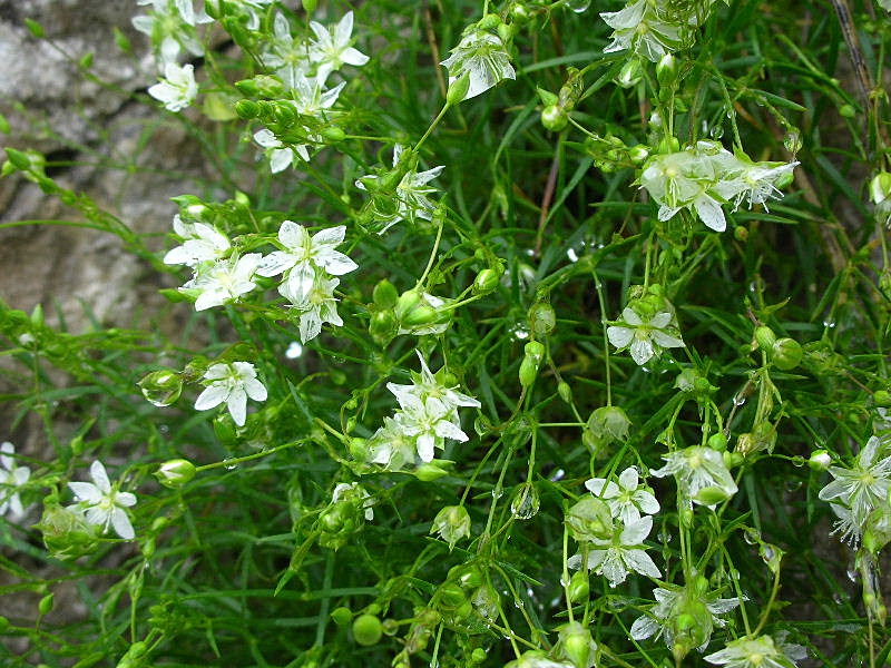 Facchinia (=Minuartia) grignensis / Minuartia delle Grigne